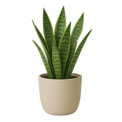 Collection image for: Home & Garden